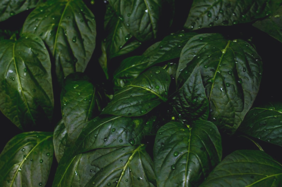 Amazon is committed to improving packaging and implementing paper-based solutions.